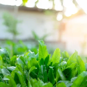 3 Culantro Plants Live, Recao Cilantro Plant - 6 to 8 Inch Tall, Well-Rooted Live Herb Plant, Not Seeds, Ready for Garden or Pot Planting