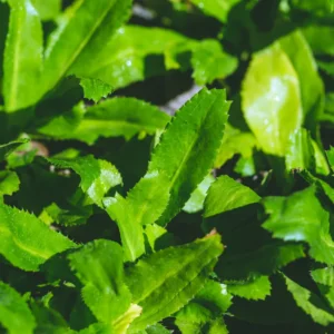 3 Culantro Plants Live, Recao Cilantro Plant - 6 to 8 Inch Tall, Well-Rooted Live Herb Plant, Not Seeds, Ready for Garden or Pot Planting