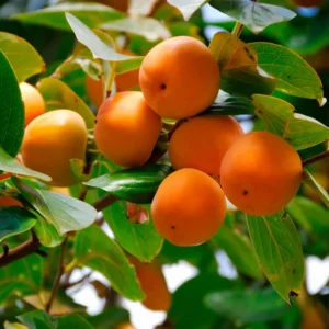 American Persimmon Tree Live Plant - 10 to 12 Inch Tall, Well-Rooted Persimmon Tree for Planting, Sweet Fruit-Bearing Tree, Suitable for Home Gardens, Hardy in Zones 5-9