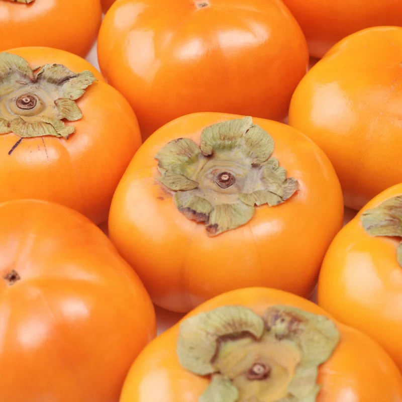 American Persimmon Tree Live Plant, 10 to 12 Inches Tall, Well-Rooted Persimmon Tree for Planting,American Persimmon Bush