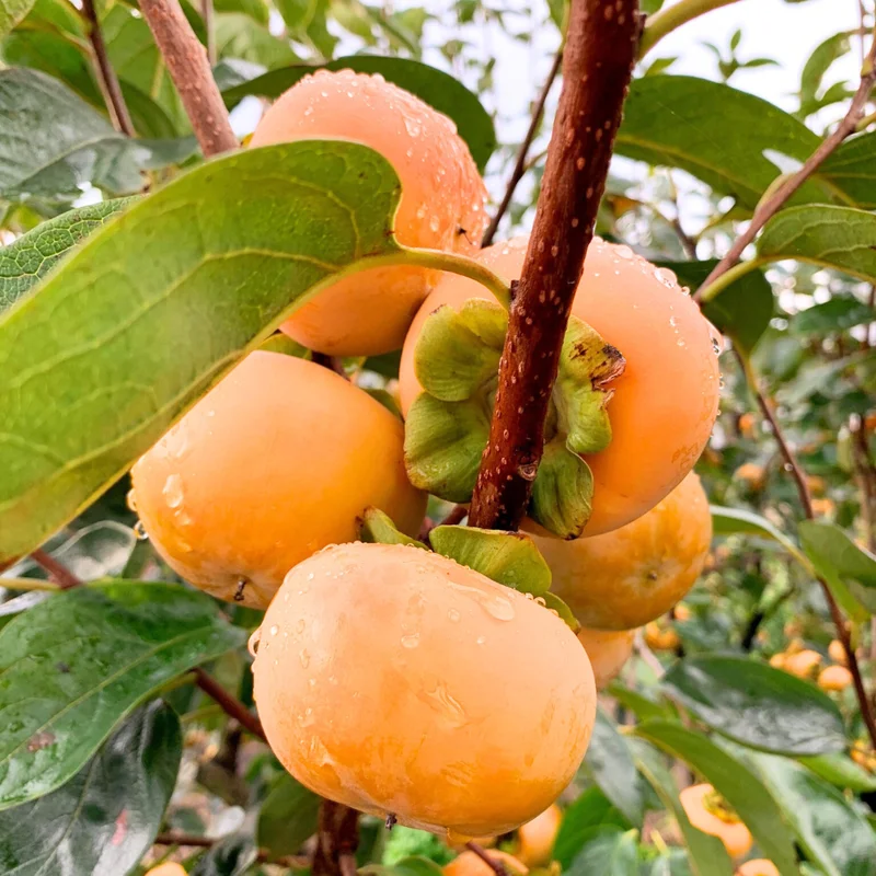 American Persimmon Tree Live Plant, 10 to 12 Inches Tall, Well-Rooted Persimmon Tree for Planting,American Persimmon Bush