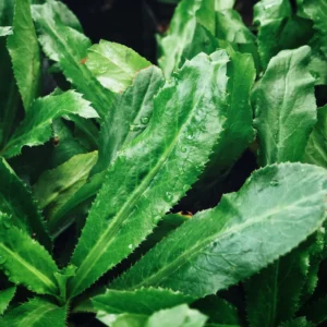 3 Culantro Plants Live, Recao Cilantro Plant - 6 to 8 Inch Tall, Well-Rooted Live Herb Plant, Not Seeds, Ready for Garden or Pot Planting