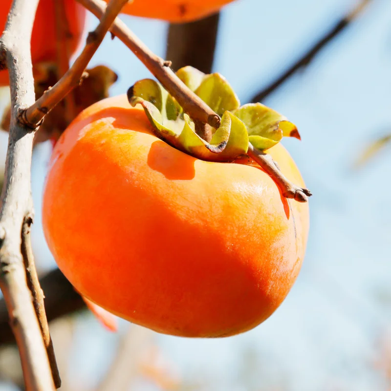 American Persimmon Tree Live Plant, 10 to 12 Inches Tall, Well-Rooted Persimmon Tree for Planting,American Persimmon Bush