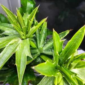 4 A clump of Culantro Plant Live, Recao Cilantro Plant - 6 to 8 Inch Tall, Well-Rooted Live Herb Plant, Fragrant Vegetable Plant