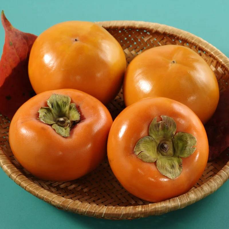 American Persimmon Tree Live Plant, 10 to 12 Inches Tall, Well-Rooted Persimmon Tree for Planting,American Persimmon Bush