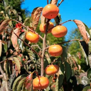 American Persimmon Tree Live Plant, 10 to 12 Inches Tall, Well-Rooted Persimmon Tree for Planting,American Persimmon Bush