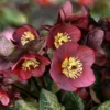 Hellebore Plant Live, Hellebores Live Plant Lenten Rose Helleborus Flowers, In 4 Inch Pot