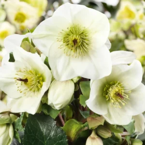 Hellebore Plant Live, Hellebores Live Plant Lenten Rose Helleborus Flowers, In 4 Inch Pot