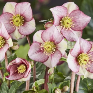 Hellebore Plant Live, Hellebores Live Plant Lenten Rose Helleborus Flowers, In 4 Inch Pot