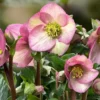 Hellebore Live Plant, In 4 Inch Pot, Hellebores Plant Lenten Rose Flowers For Planting, Helleborus Plant Live