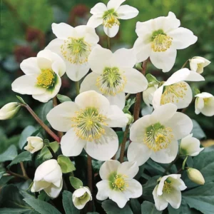Hellebore Live Plant, In 4 Inch Pot, Hellebores Plant Lenten Rose Flowers For Planting, Helleborus Plant Live