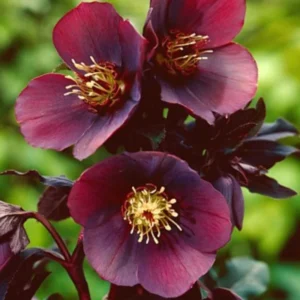 Hellebore Live Plant, In 4 Inch Pot, Hellebores Plant Lenten Rose Flowers For Planting, Helleborus Plant Live