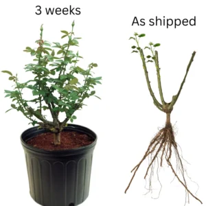 Rose Bush 15+ Varieties - Live Heirloom Rose Plant, 6-9 Inch Tall, Fragrant Flowers