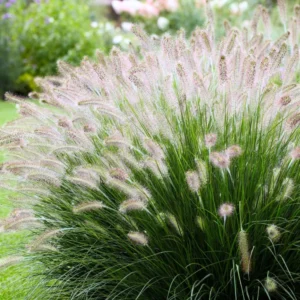 2 Ornamental Grass Plants - Clumps 4-8 Inch Tall