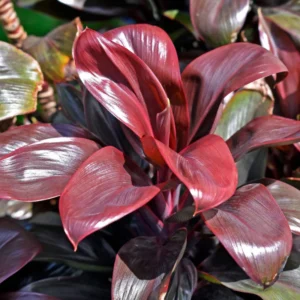 4 Cordyline Plants - Live Hawaiian Ti Leaf Plants, 4-6 Inch Height