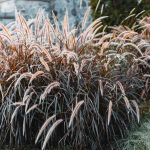 2 Ornamental Grass Plants - Clumps 4-8 Inch Tall