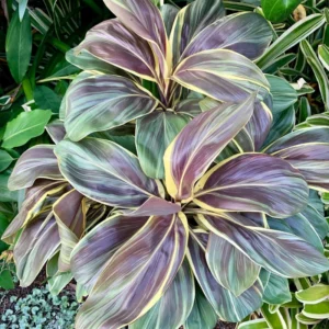 2 Cordyline Hawaiian Ti Leaf Plants - 4-6 Inch Tall