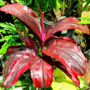 2 Cordyline Hawaiian Ti Leaf Plants - 4-6 Inch Tall