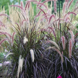 4 Ornamental Grass Live Plants - Clumps 4-8 Inch Tall
