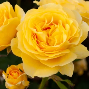 Yellow Rose