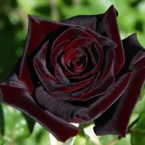 Rose Bush - Live Heirloom Rose Plant for Planting, Fragrant Flowers, 6-9 Inch Tall, 14+ Varieties