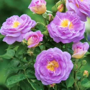 Rose Bush - Live Heirloom Rose Plant for Planting, Fragrant Flowers, 6-9 Inch Tall, 14+ Varieties