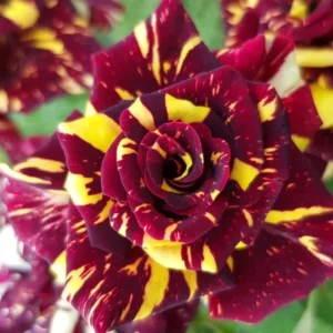 Rose Bush - Live Heirloom Rose Plant for Planting, Fragrant Flowers, 6-9 Inch Tall, 14+ Varieties