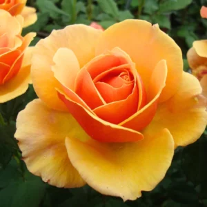 Rose Bush - Live Heirloom Rose Plant for Planting, Fragrant Flowers, 6-9 Inch Tall, 14+ Varieties