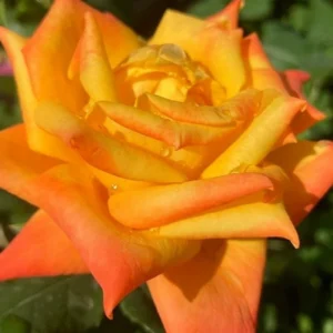 Rose Bush - Live Heirloom Rose Plant for Planting, Fragrant Flowers, 6-9 Inch Tall, 14+ Varieties
