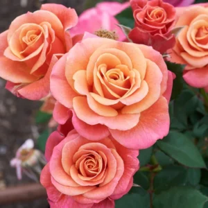 Rose Bush - Live Heirloom Rose Plant for Planting, Fragrant Flowers, 6-9 Inch Tall, 14+ Varieties