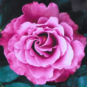 Rose Bush - Live Heirloom Rose Plant for Planting, Fragrant Flowers, 6-9 Inch Tall, 14+ Varieties