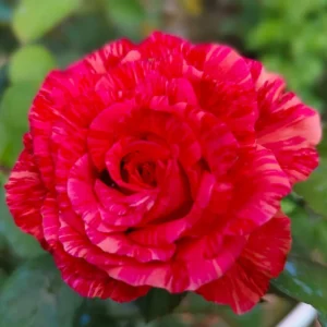 Rose Bush - Live Heirloom Rose Plant for Planting, Fragrant Flowers, 6-9 Inch Tall, 14+ Varieties
