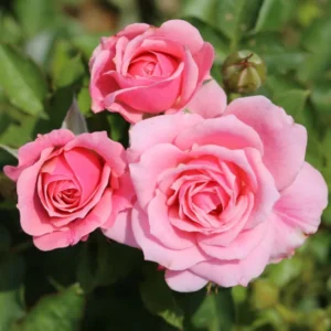 Rose Bush - Live Heirloom Rose Plant for Planting, Fragrant Flowers, 6-9 Inch Tall, 14+ Varieties