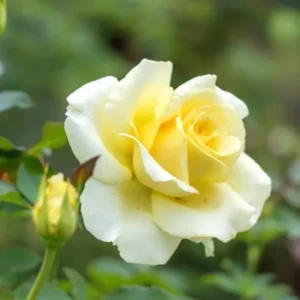 Rose Bush - Live Heirloom Rose Plant for Planting, Fragrant Flowers, 6-9 Inch Tall, 14+ Varieties