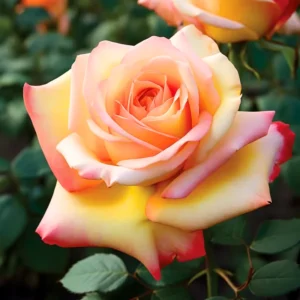 Rose Bush - Live Heirloom Rose Plant for Planting, Fragrant Flowers, 6-9 Inch Tall, 14+ Varieties