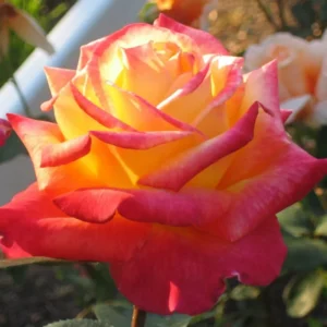 Rose Bush - Live Heirloom Rose Plant for Planting, Fragrant Flowers, 6-9 Inch Tall, 14+ Varieties