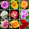 Rose Bush - Live Heirloom Rose Plant for Planting, Fragrant Flowers, 6-9 Inch Tall, 14+ Varieties