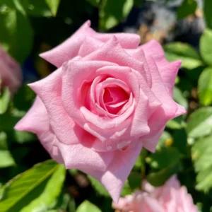 Rose Bush - Live Heirloom Rose Plant for Planting, Fragrant Flowers, 6-9 Inch Tall, 14+ Varieties