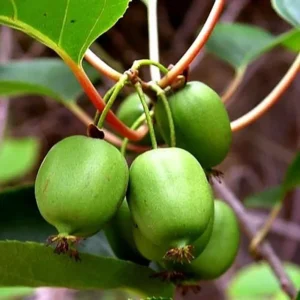 Kiwi Vine Hardy Kiwi Plant Live Well Rooted 5-9 Inc Height