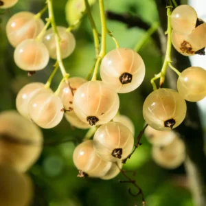 Currant Plant Live - Hardy Currant Bush - Size 5-9 Inch Height - Berries Tree