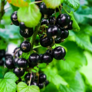 Currant Plant Live - Hardy Currant Bush - Size 5-9 Inch Height - Berries Tree