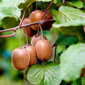 Kiwi Vine Hardy Kiwi Plant Live Well Rooted 5-9 Inc Height