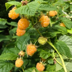 Raspberry Plant Live Bareroot - Raspberry Fruit Tree From 6 To 10 Inches Tall for Sweet Raspberries