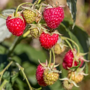 Raspberry Plant Live Bareroot - Raspberry Fruit Tree From 6 To 10 Inches Tall for Sweet Raspberries