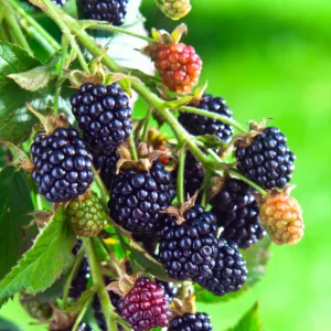 Thornless Blackberry Plant Live - Sweet Blackberry Well-Rooted Starter Plant - Size 6-12 Inches Tall