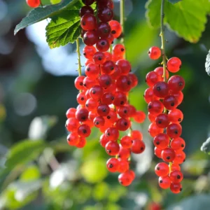 Currant Plant Live - Hardy Currant Bush - Size 5-9 Inch Height - Berries Tree