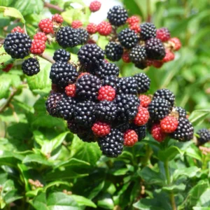 Blackberry Plant Live, Thornless Blackberry Bush Live Plant, Sweet Blackberries Well Rooted Starter Plant 6-12 Inc Tall