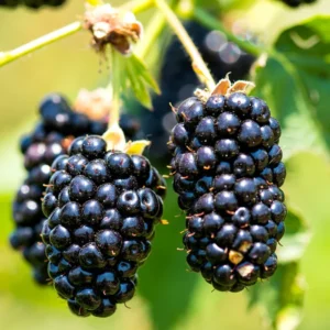 Thornless Blackberry Plant Live - Sweet Blackberry Well-Rooted Starter Plant - Size 6-12 Inches Tall