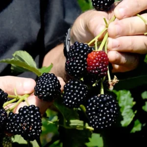 Blackberry Plant Live, Thornless Blackberry Bush Live Plant, Sweet Blackberries Well Rooted Starter Plant 6-12 Inc Tall