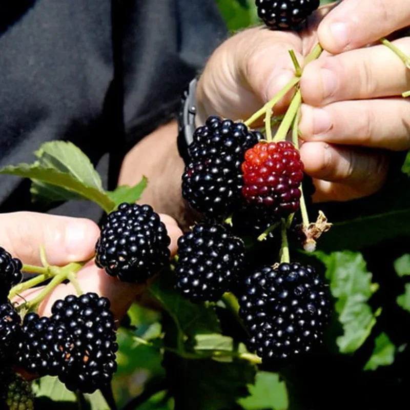 Blackberry Plant Live, Thornless Blackberry Bush Live Plant, Sweet Blackberries Well Rooted Starter Plant 6-12 Inc Tall